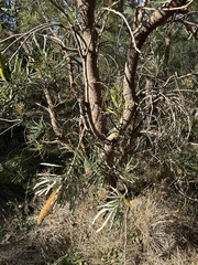 Banksia attenuata