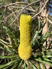 Banksia attenuata