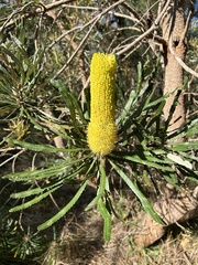 Banksia attenuata