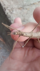 Pachymorpha