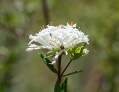 Pimelea linifolia