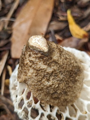 Phallus merulinus