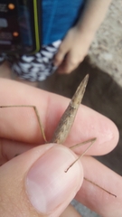 Pachymorpha