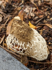 Phallus merulinus