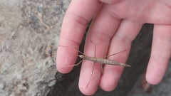 Pachymorpha