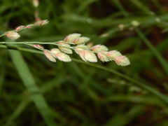 Eragrostis superba image