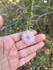 Melaleuca nesophila