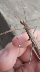 Pachymorpha