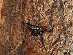 Acanthonevroides basalis