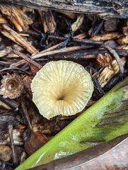 Basidiomycota