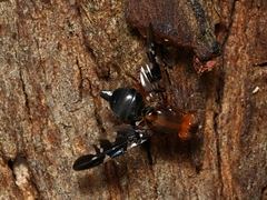 Acanthonevroides basalis