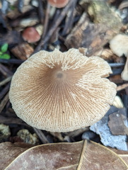 Basidiomycota