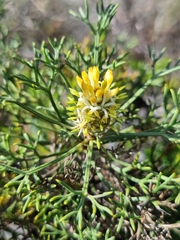 Petrophile canescens