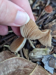 Basidiomycota