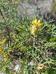 Petrophile canescens