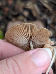 Basidiomycota