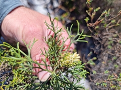 Petrophile canescens