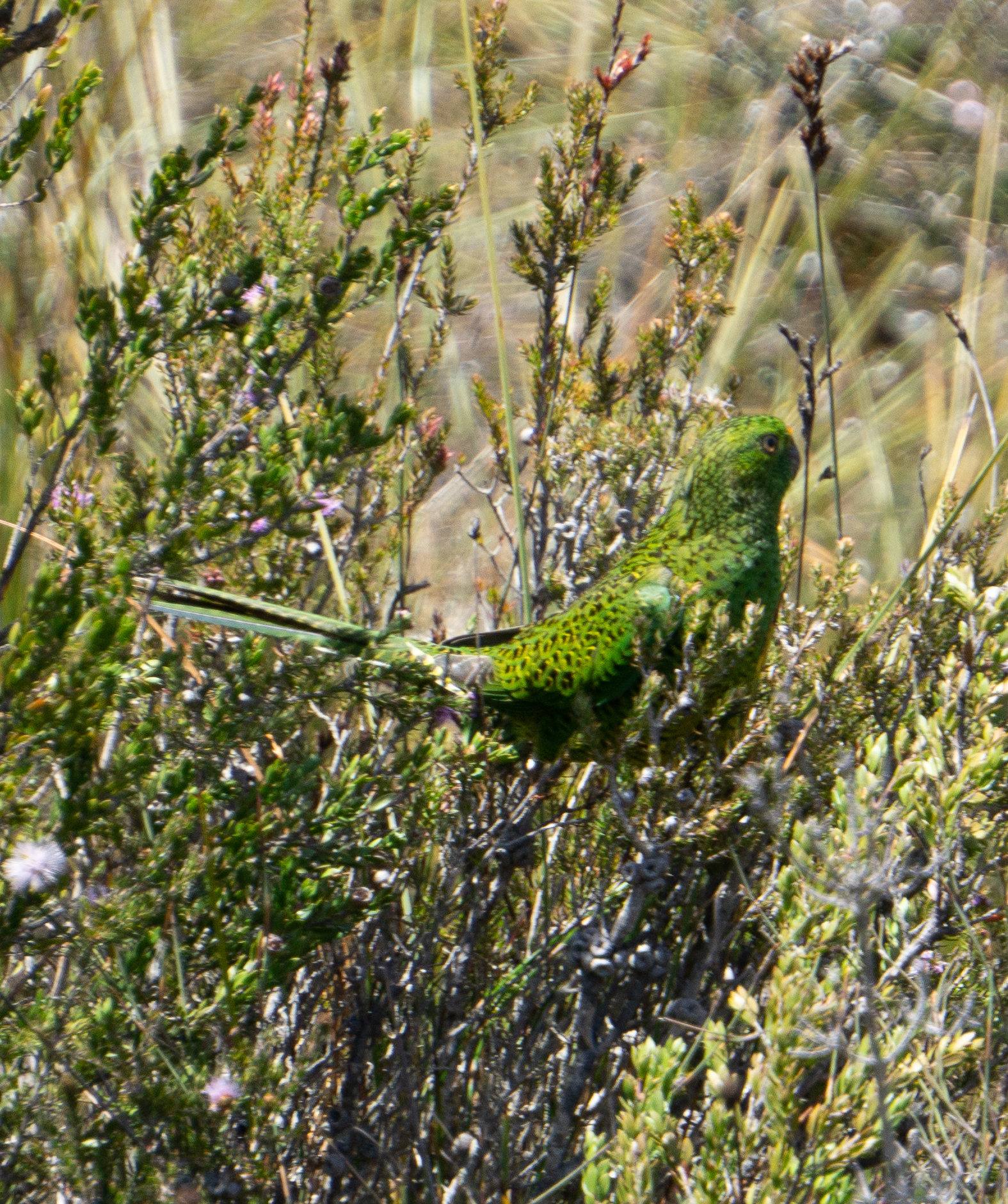 Ground Parrot illustration