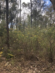 Cassinia aureonitens