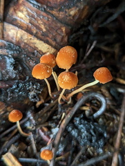 Marasmius