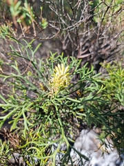 Petrophile canescens