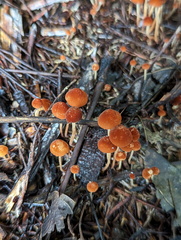 Marasmius