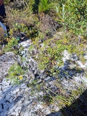 Petrophile canescens