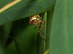 Theridion pyramidale