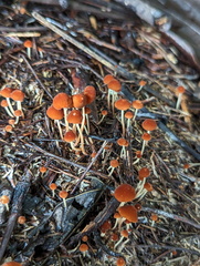 Marasmius