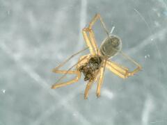 Lepthyphantes