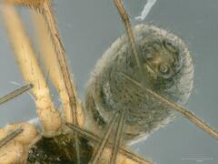 Lepthyphantes