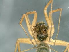 Lepthyphantes