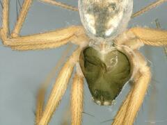 Lepthyphantes