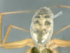 Lepthyphantes