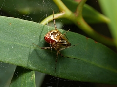 Theridion pyramidale