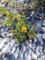 Petrophile canescens