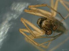 Lepthyphantes