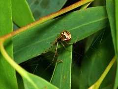Theridion pyramidale
