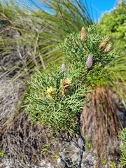 Petrophile canescens