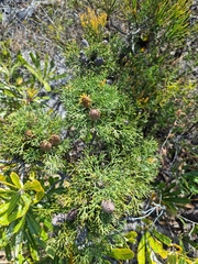 Petrophile canescens