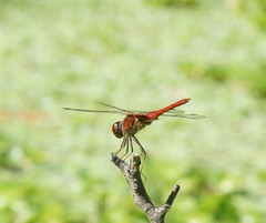 Urothemis aliena