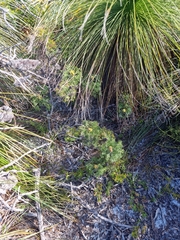 Petrophile canescens