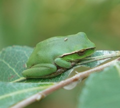 Ranoidea phyllochroa