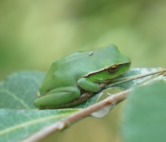 Ranoidea phyllochroa