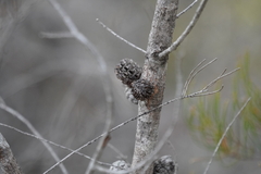 Allocasuarina muelleriana