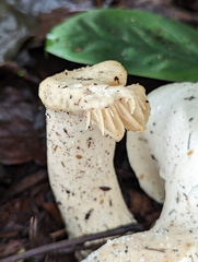 Basidiomycota