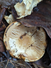 Basidiomycota