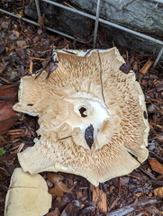 Basidiomycota