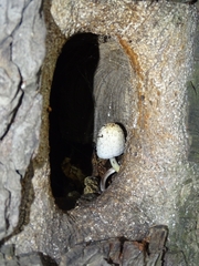 Coprinopsis mitrispora