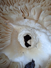Basidiomycota